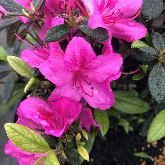 The bright pink and purple colors of Autumn Encore Amethyst azaleas