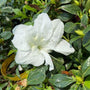Close up of the pure white flowers of Autumn Angel Encore Azalea Shrubs