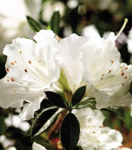 Autumn Angel® Encore® Azalea
