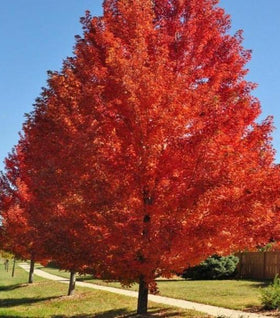 Autumn Blaze Maple