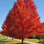 Autumn Blaze Maple Trees maintain a naturally upright shape