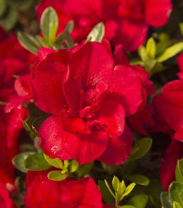 Autumn Bonfire® Encore® Azalea