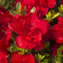 Autumn Bonfire® Encore® Azalea blooming with clear red semi-double flowers in spring