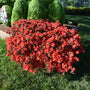 Autumn Bonfire Encore Azalea with true red flowers and bright green evergreen foliage in a foundation planting
