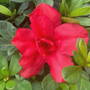 Red reblooming Encore Azalea with bright green foliage in a sunny front yard bed