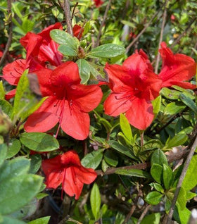 Autumn Bravo® Encore® Azalea