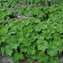 White flowering Autumn Bride Heuchera paired with ferns and hostas in dry shade