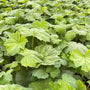 Deer resistant Autumn Bride Heuchera used in a mass planting along a shaded border