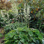 Autumn Bride Heuchera with fuzzy green foliage and white flowers in a woodland shade garden