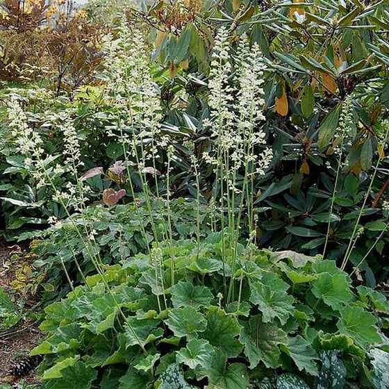 Autumn Bride Heuchera with fuzzy green foliage and white flowers in a woodland shade garden