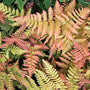 Coppery Autumn Brilliance Fern foliage growing in a shaded container