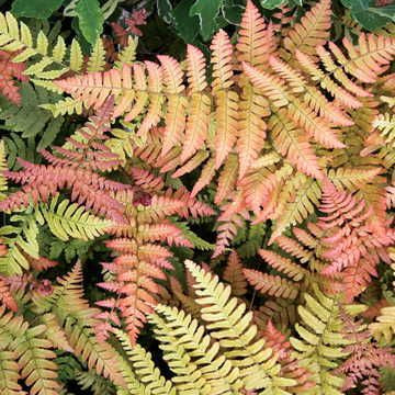 Coppery Autumn Brilliance Fern foliage growing in a shaded container