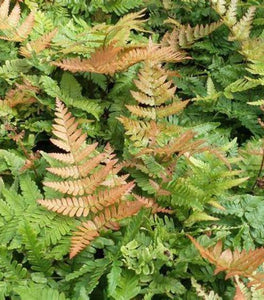 Autumn Brilliance Fern