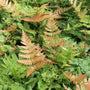 Dryopteris erythrosora Brilliance Autumn Fern with orange-red spring fronds in shade