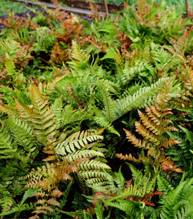 Autumn Brilliance Fern