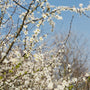 close up view of white blooms on autumn brilliance service berry tree