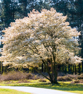 Autumn Brilliance Serviceberry