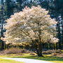 mature Autumn Brilliance Serviceberry tree cover themselves in white flowers in the spring