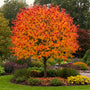 gorgeous fall color on autumn brilliance serviceberry tree