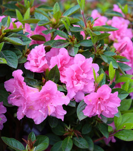 Autumn Carnation® Encore® Azalea