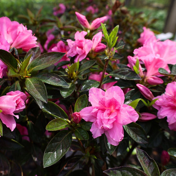 Deep pink blooms forming from a Azalea Carnation