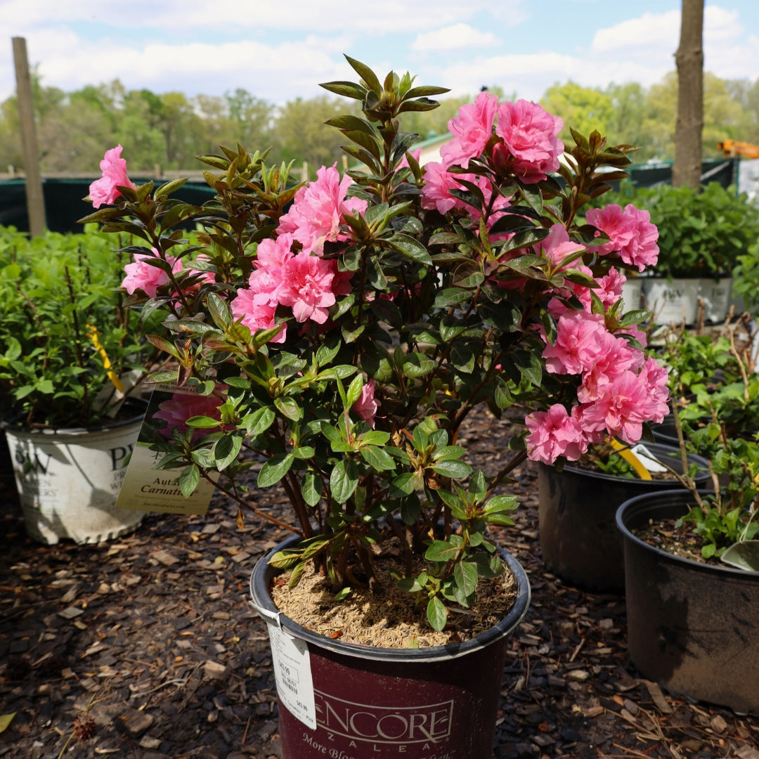 Autumn Carnation® Encore® Azalea for Sale | Reblooming Pink Shrub