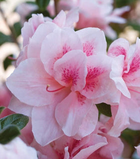 Autumn Chiffon™ Encore® Azalea