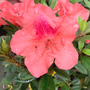 the autumn coral azalea for sale online with water droplets from the rain