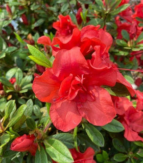 Autumn Embers Encore Azalea