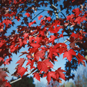 Autumn Fantasy Maple Trees vibrant red fall foliage