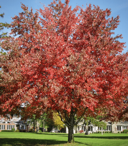 Autumn Fantasy Maple Tree
