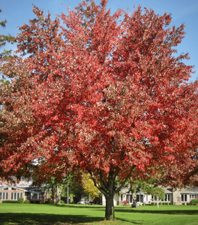 Autumn Fantasy Maple Tree