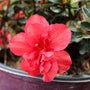 VIBRANT RED SPRING BLOOMER