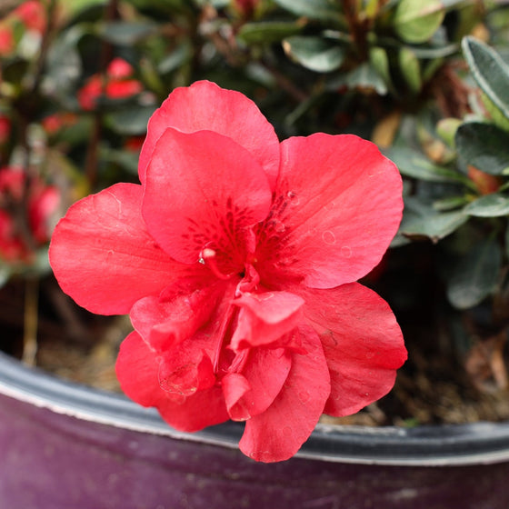 VIBRANT RED SPRING BLOOMER