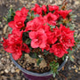 Azalea Autumn Fire Shrubs cover themselves with rich red flowers