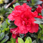 autumn fire encore azalea in bloom