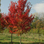 Autumn Flame Maple Trees showing the vibrant fall color