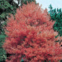 Close-up of the brilliant fall color of the Autumn Flame Maple trees
