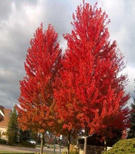 Autumn Flame Maple