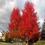 Autumn Flame Maple tree