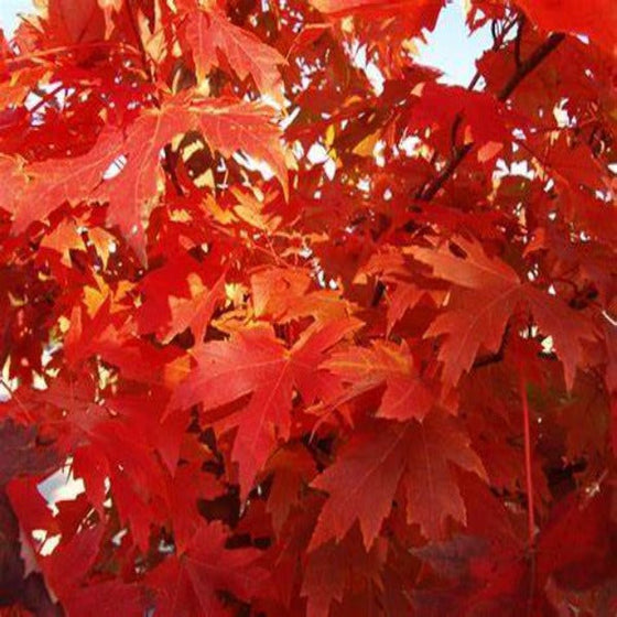 Close up of Autumn Flame Maple tree