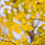 ginkgo autumn gold tree golden foliage close up