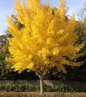 Autumn Gold Ginkgo Tree