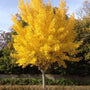 autumn gold ginkgo bilboa tree in the fall with bright yellow foliage