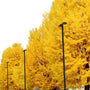 Ginkgo Autumn Gold Trees in a row