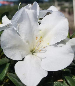 Autumn Ivory® Encore® Azalea