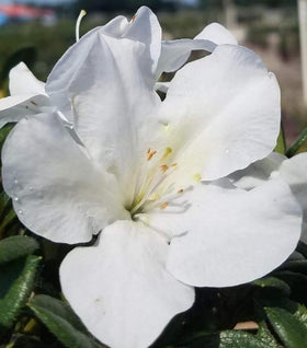 Autumn Ivory® Encore® Azalea