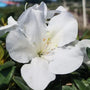 Close up of White Blossom of Autumn Ivory Encore Azalea Shrubs