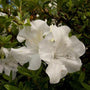 White Blossoms of Autumn Ivory Azalea Evergreen Shrub