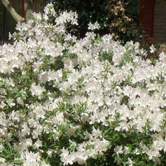 Autumn Ivory Encore Azalea Shrub Garden Accent Blooming in Spring Summer and Fall